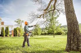 How Our Tree Care Process Works  in Rockmart, GA